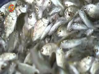 溫嶺：增殖放流200多萬尾黑鯛魚苗