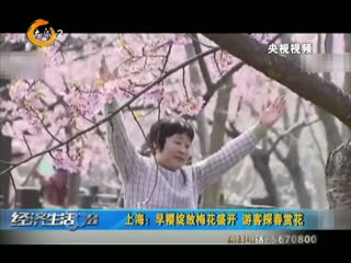 上海：早樱绽放梅花盛开 游客探春赏花