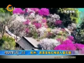杭州：西溪湿地红梅进入盛花期